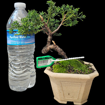 Twisted Kishu Shimpaku Juniper Bonsai