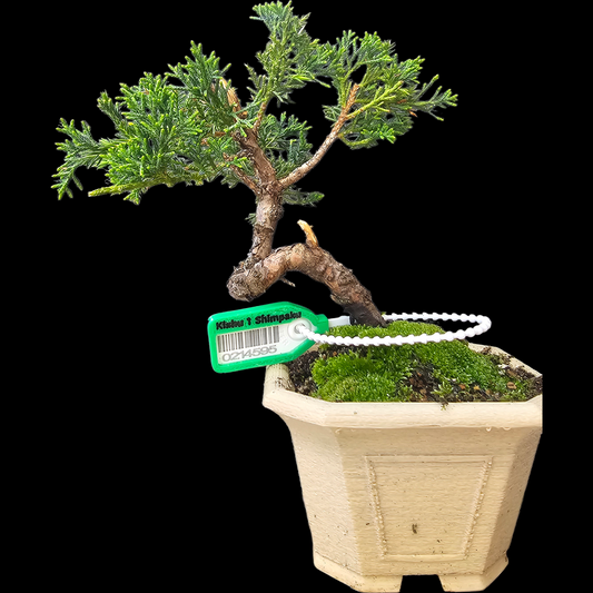 Twisted Kishu Shimpaku Juniper Bonsai