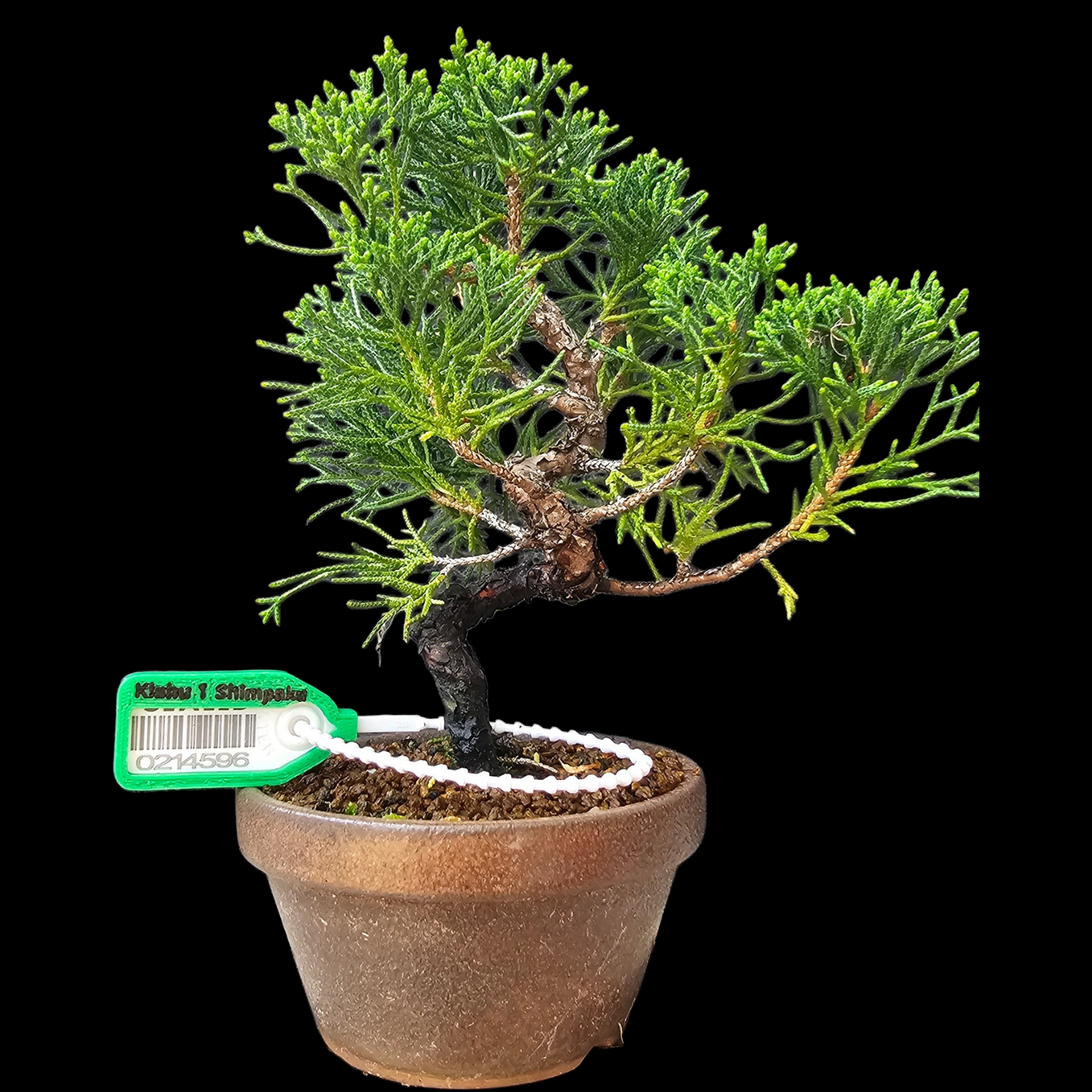 Twisted Kishu Shimpaku Juniper Bonsai