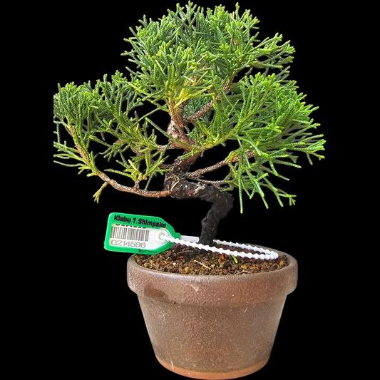Twisted Kishu Shimpaku Juniper Bonsai