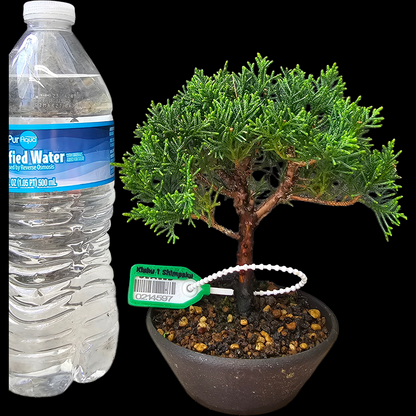 Twisted Kishu Shimpaku Juniper Bonsai