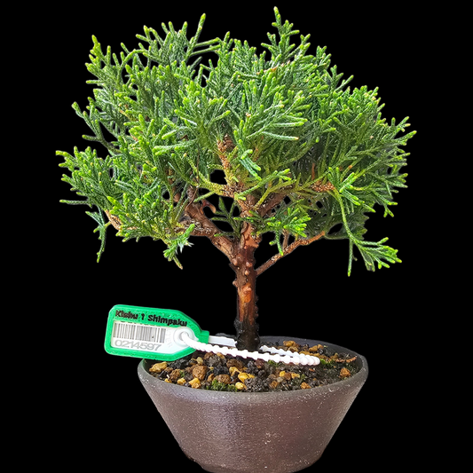 Twisted Kishu Shimpaku Juniper Bonsai