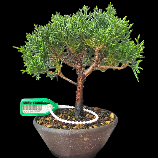 Twisted Kishu Shimpaku Juniper Bonsai