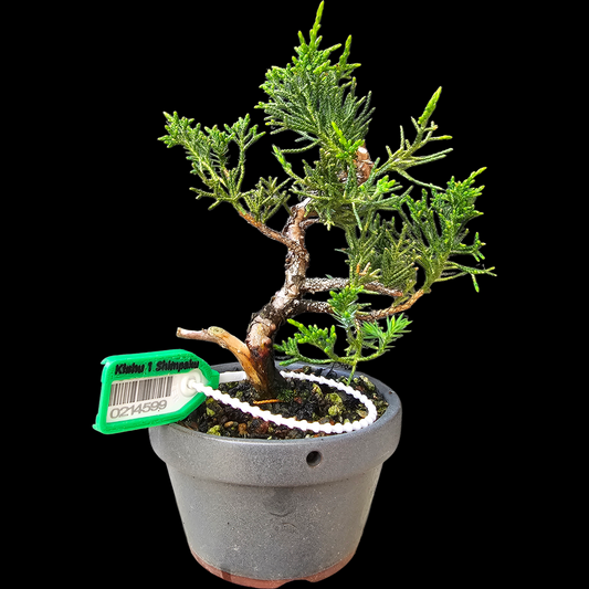 Twisted Kishu Shimpaku Juniper Bonsai