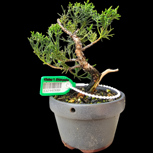 Twisted Kishu Shimpaku Juniper Bonsai
