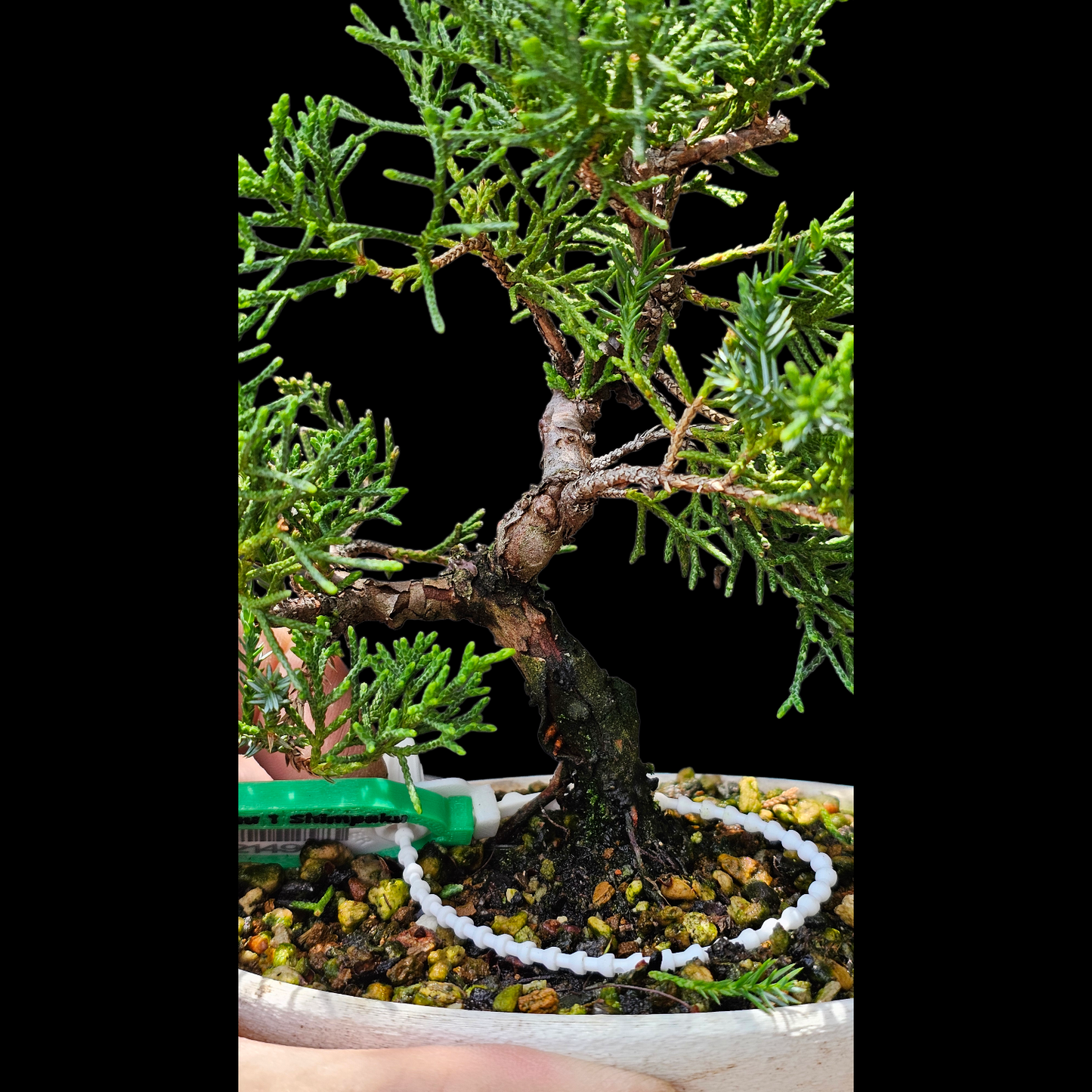 Twisted Kishu Shimpaku Juniper Bonsai