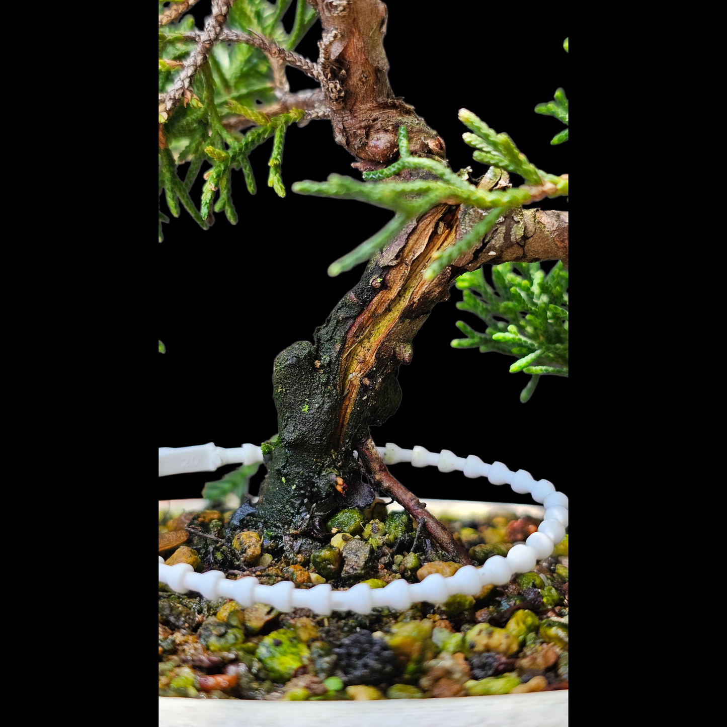 Twisted Kishu Shimpaku Juniper Bonsai