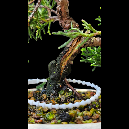 Twisted Kishu Shimpaku Juniper Bonsai
