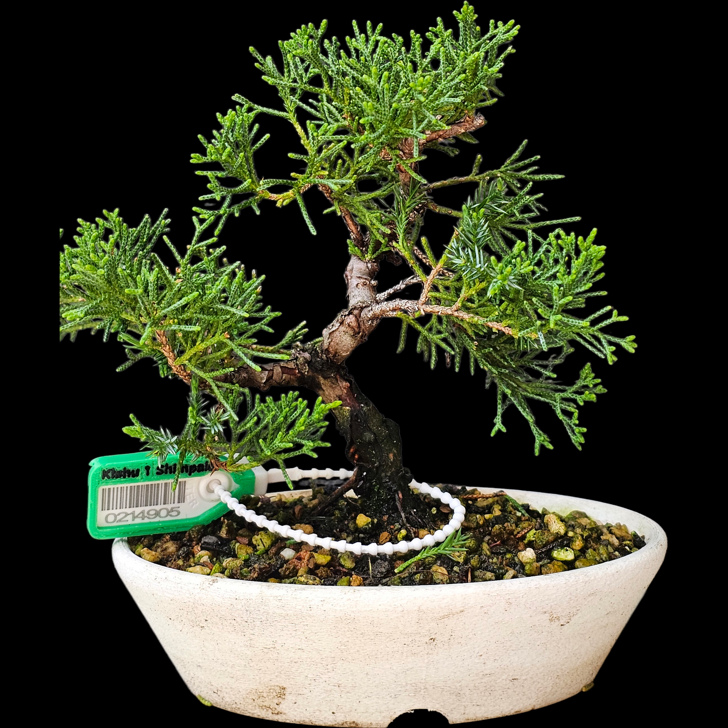 Twisted Kishu Shimpaku Juniper Bonsai
