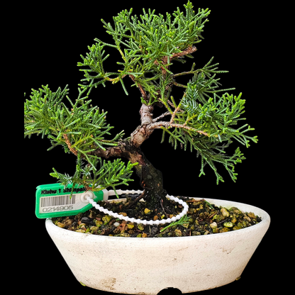 Twisted Kishu Shimpaku Juniper Bonsai