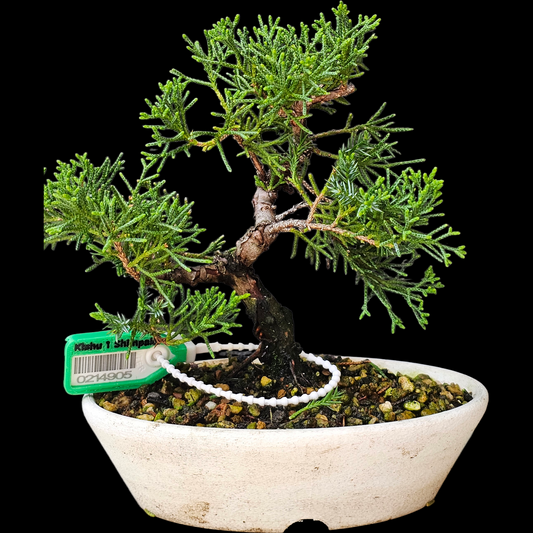Twisted Kishu Shimpaku Juniper Bonsai