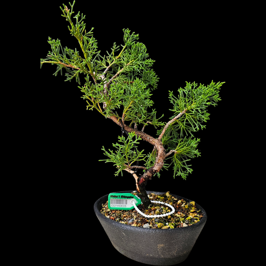 Twisted Kishu Shimpaku Juniper Bonsai