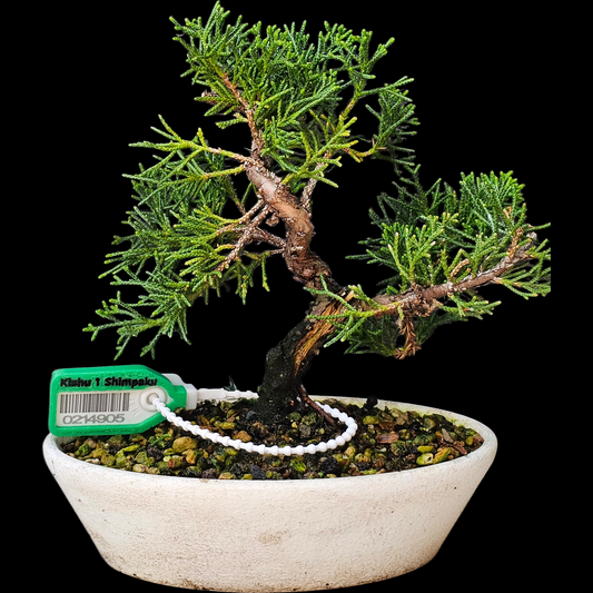 Twisted Kishu Shimpaku Juniper Bonsai