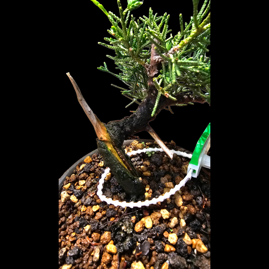 Twisted Kishu Shimpaku Juniper Bonsai