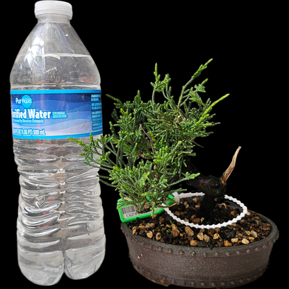 Twisted Kishu Shimpaku Juniper Bonsai