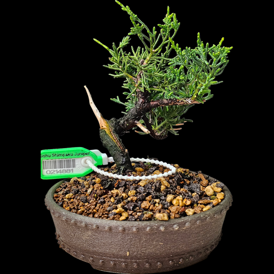 Twisted Kishu Shimpaku Juniper Bonsai