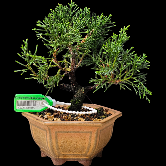 Twisted Kishu Shimpaku Juniper Bonsai