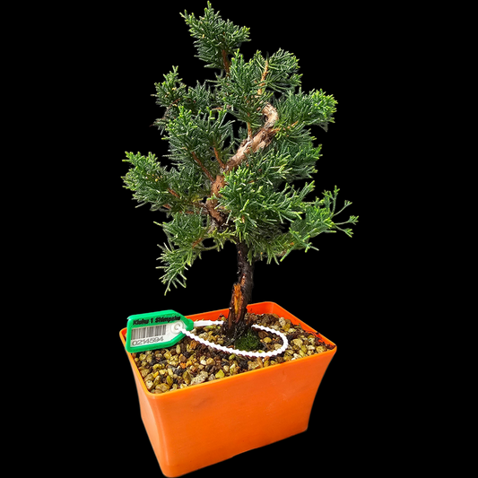 Twisted kishu Shimpaku Juniper Bonsai