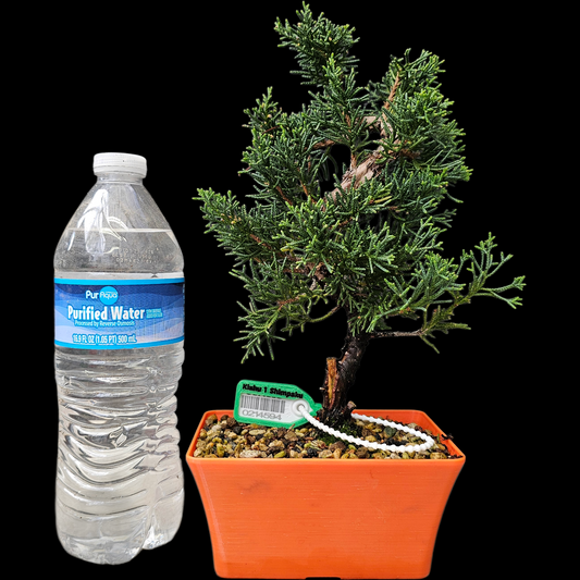Twisted kishu Shimpaku Juniper Bonsai