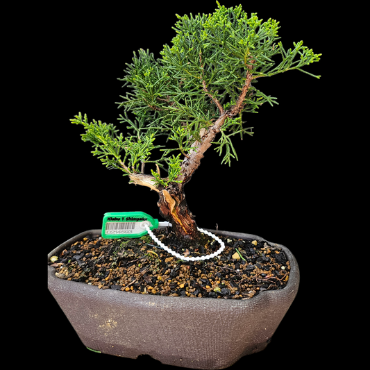 Twisted Kishu Shimpaku Juniper Bonsai