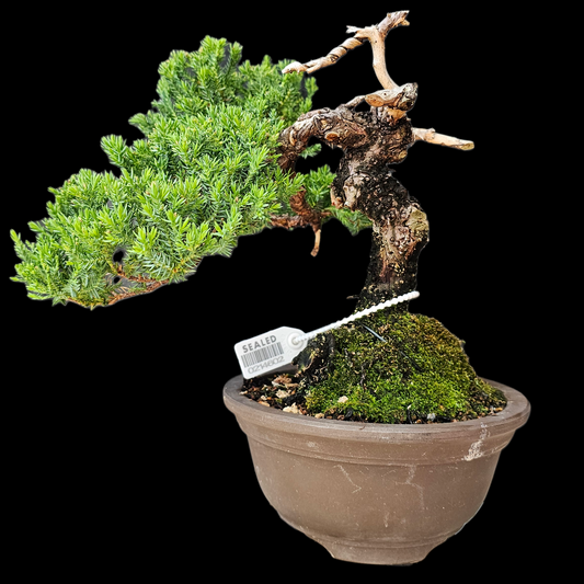 Procumbens Nana, Japanese/Chinese Garden Juniper Bonsai Tree