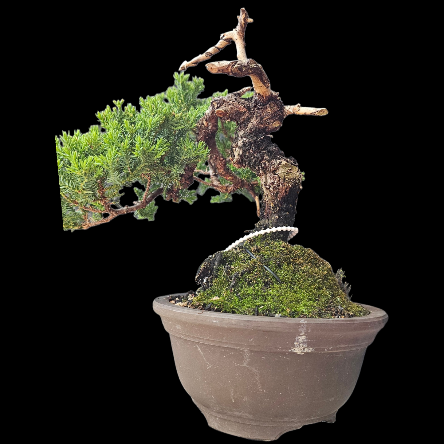 Procumbens Nana, Japanese/Chinese Garden Juniper Bonsai Tree