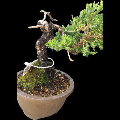 Procumbens Nana, Japanese/Chinese Garden Juniper Bonsai Tree