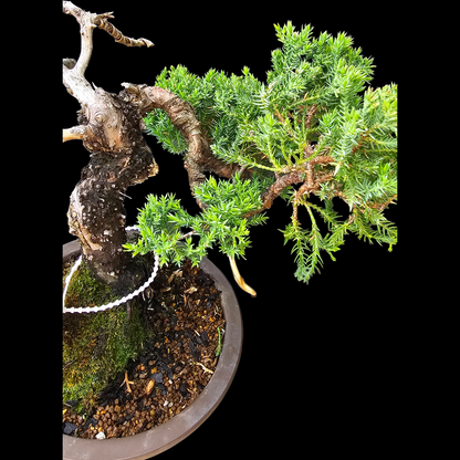 Procumbens Nana, Japanese/Chinese Garden Juniper Bonsai Tree