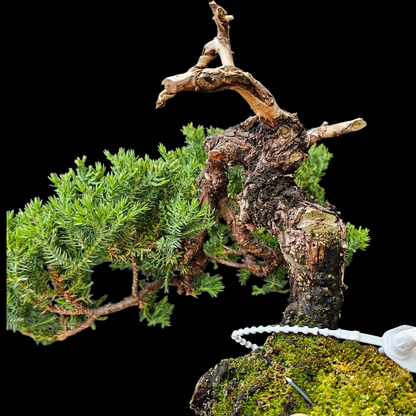 Procumbens Nana, Japanese/Chinese Garden Juniper Bonsai Tree