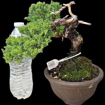 Procumbens Nana, Japanese/Chinese Garden Juniper Bonsai Tree
