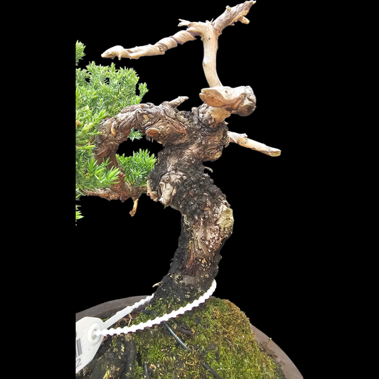 Procumbens Nana, Japanese/Chinese Garden Juniper Bonsai Tree
