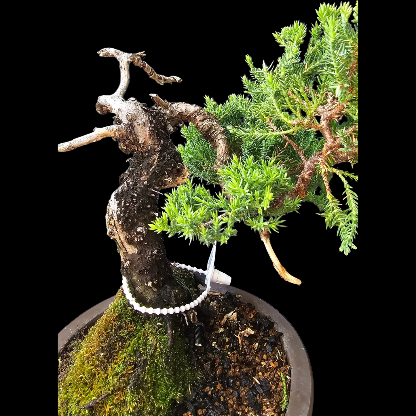 Procumbens Nana, Japanese/Chinese Garden Juniper Bonsai Tree