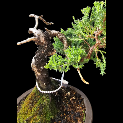 Procumbens Nana, Japanese/Chinese Garden Juniper Bonsai Tree