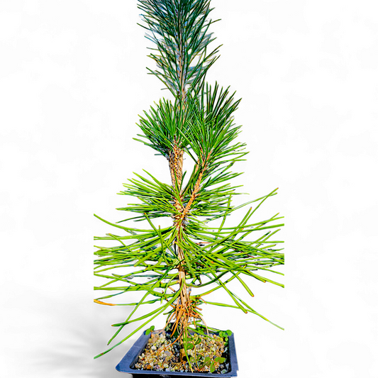 Japanese Black Pine Bonsai Tree Seedling (Pinus Thunbergii) Kuromatsu 2+ Years Old