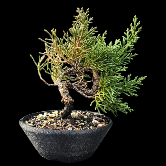 Twisted Shimpaku Juniper Bonsai