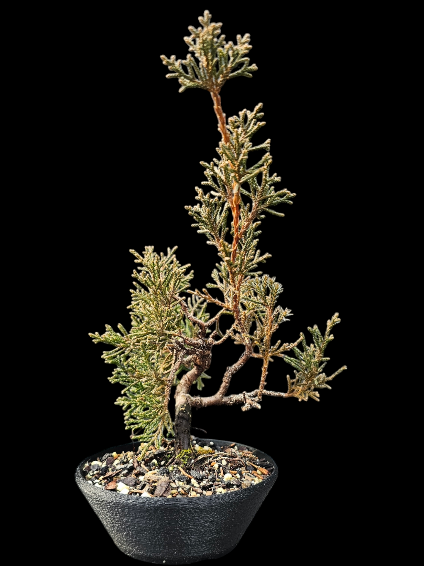 Twisted Shimpaku Juniper Bonsai