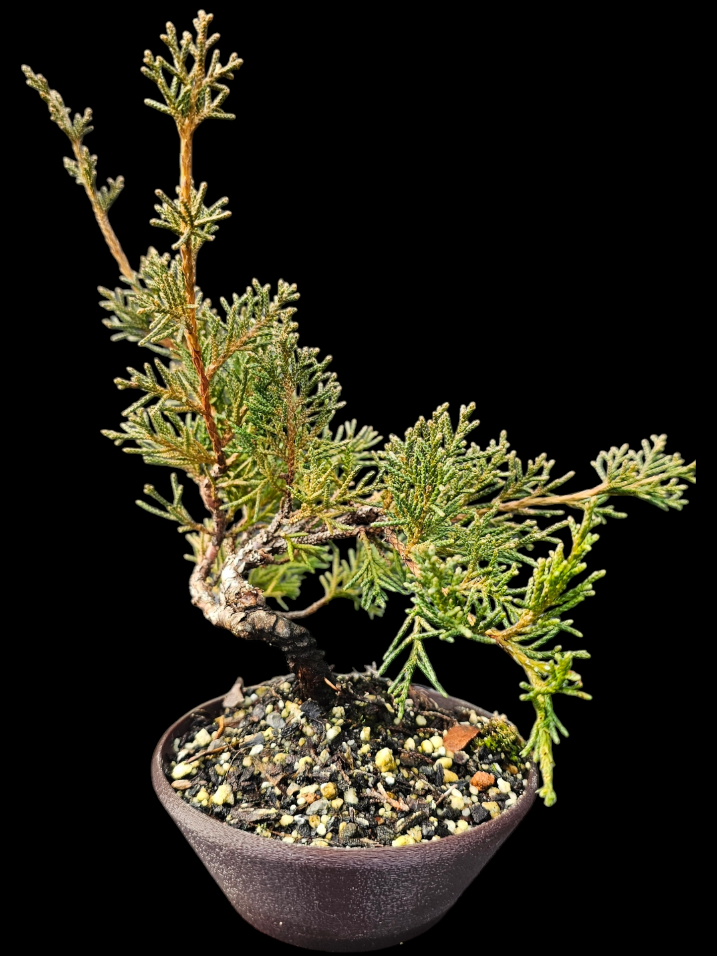 Twisted Shimpaku Juniper Bonsai