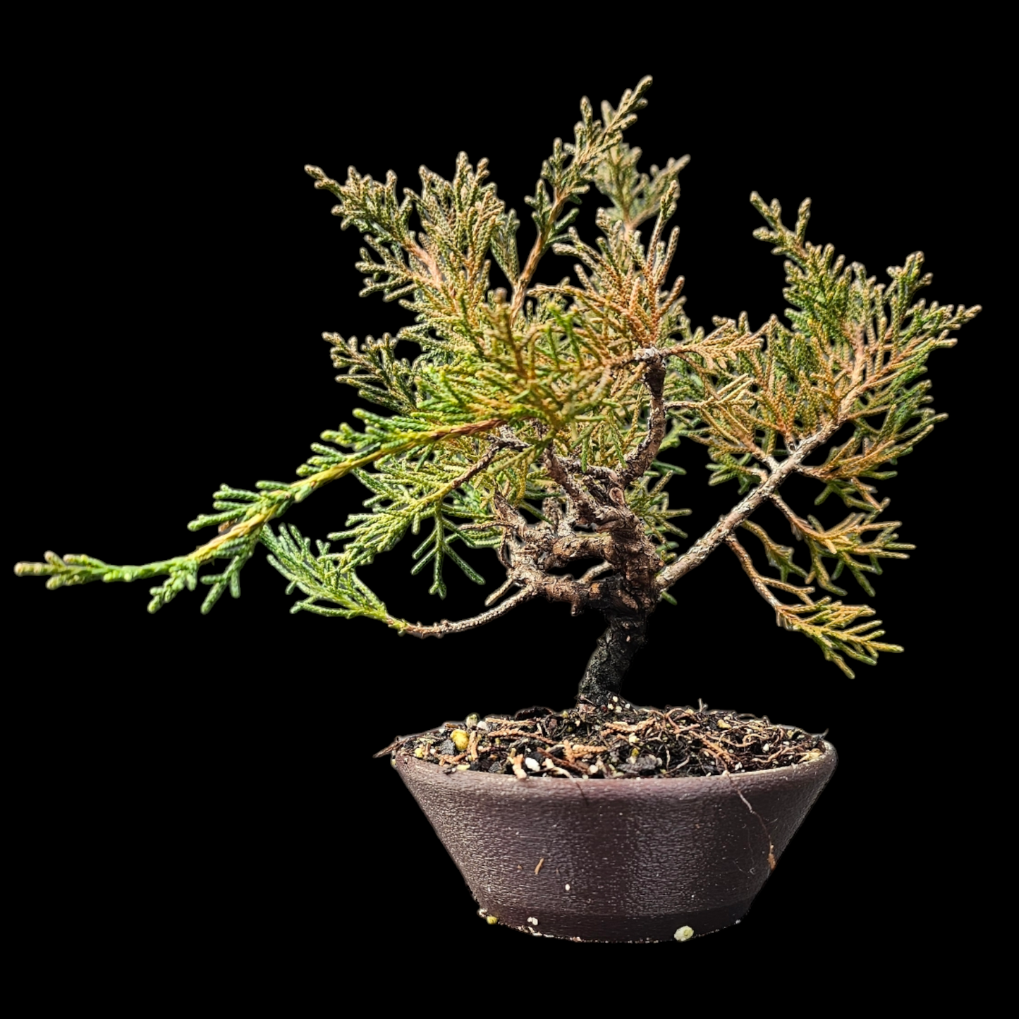 Twisted Shimpaku Juniper Bonsai