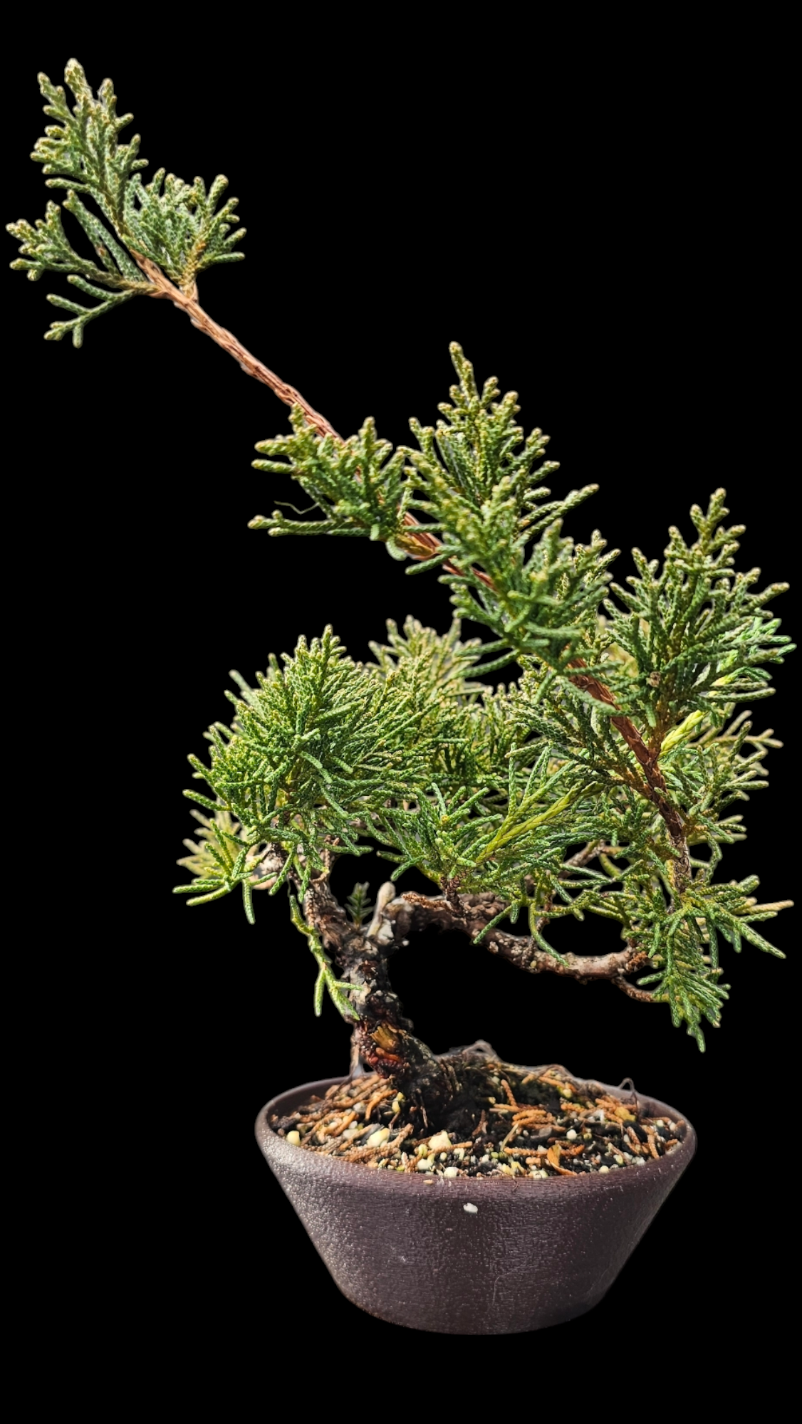 Twisted Shimpaku Juniper Bonsai