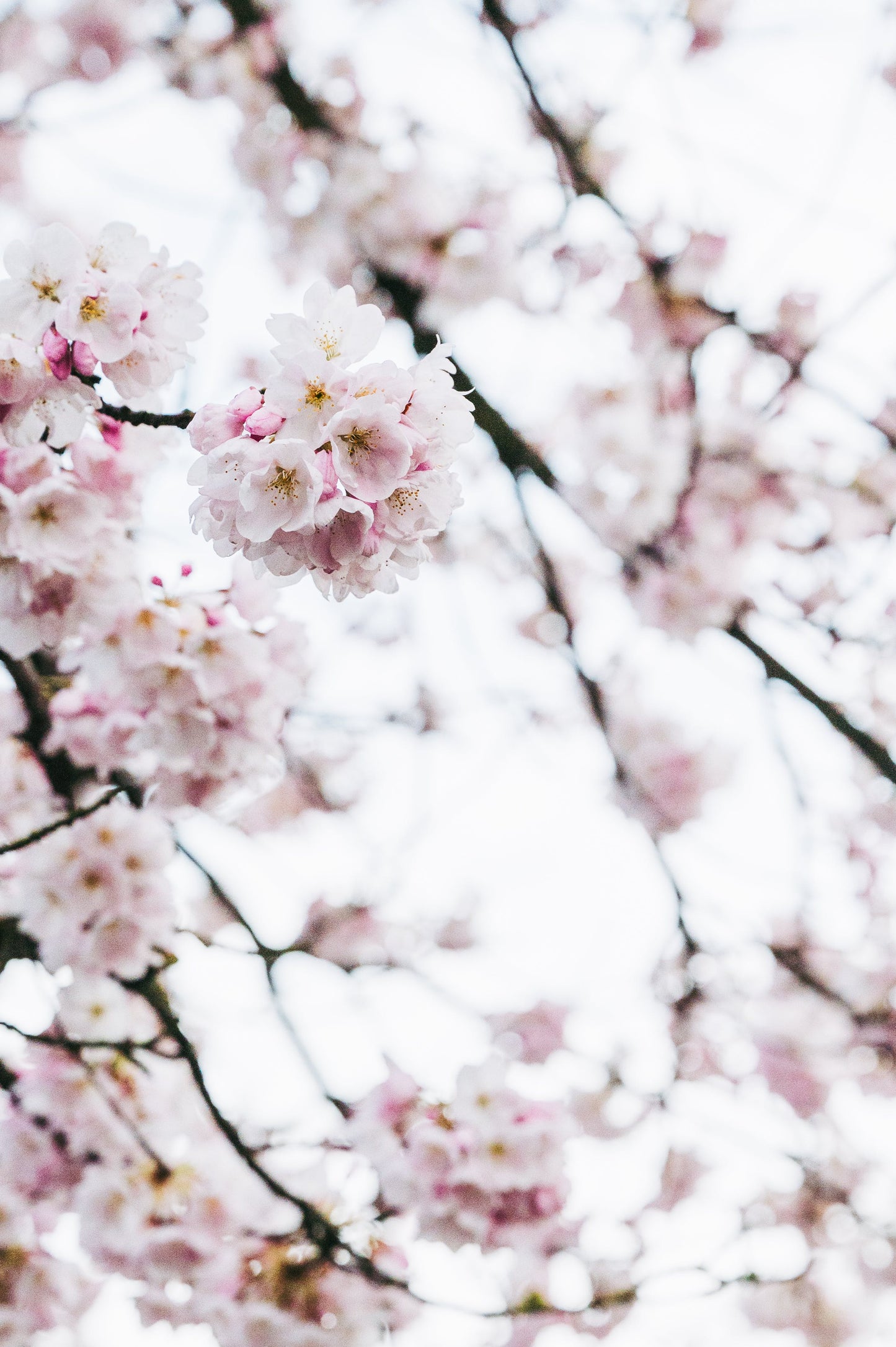 Japanese Flowering Cherry Blossom Bonsai Seeds (Prunus Serrulata) Sakura