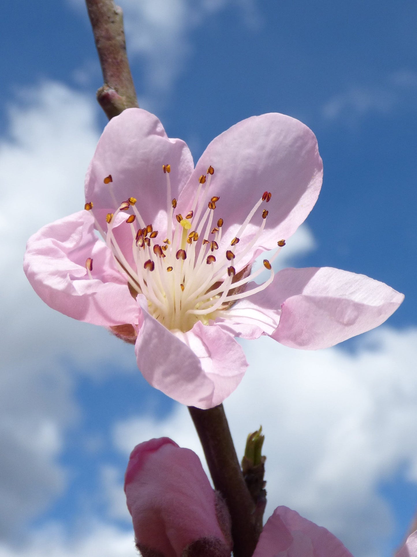 Japanese Flowering Cherry Blossom Bonsai Seeds (Prunus Serrulata) Sakura