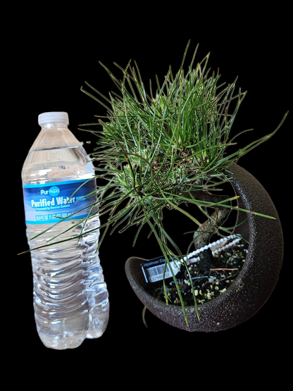 Twisty Japanese Black Pine Bonsai