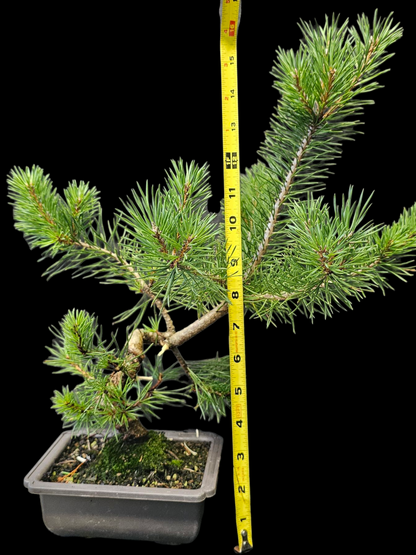 French Blue Scots Pine Twisty pre-bonsai