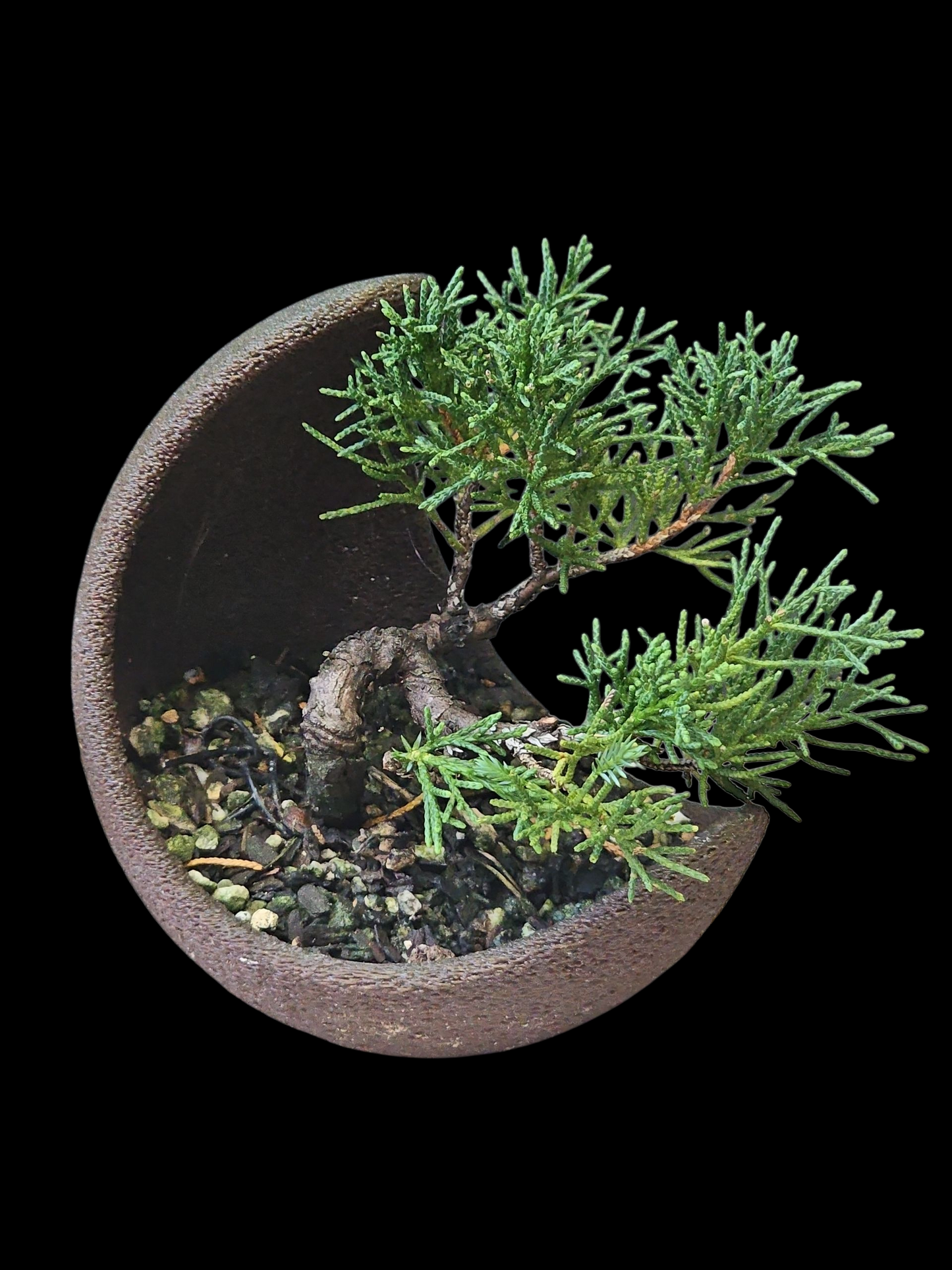 Twisted kishu Shimpaku Juniper Bonsai