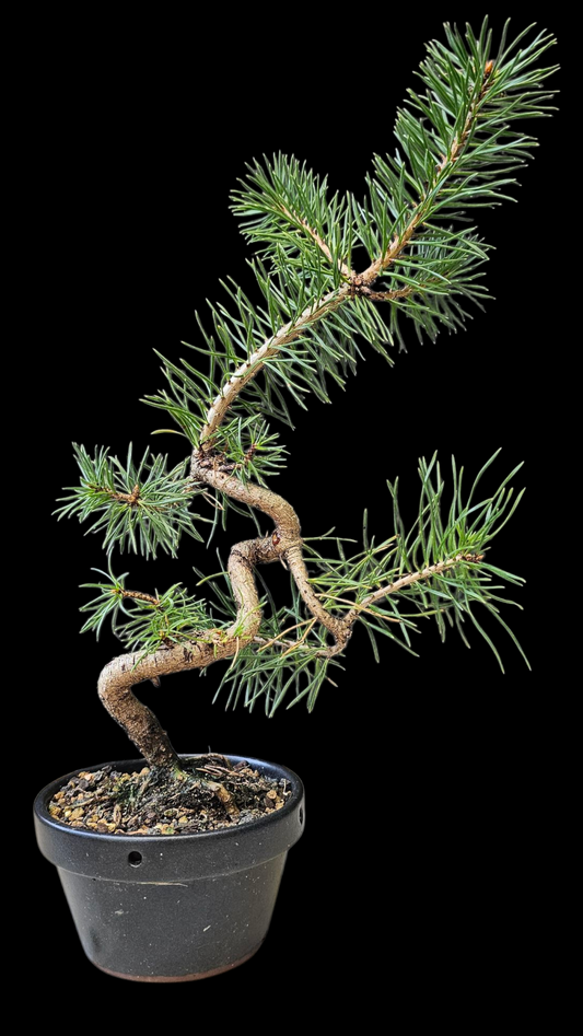 French Blue Scots Pine pre-bonsai