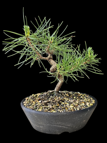 Twisty Japanese Black Pine Bonsai