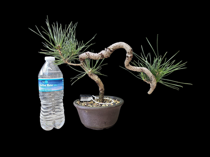 Twisty Japanese Black Pine Bonsai