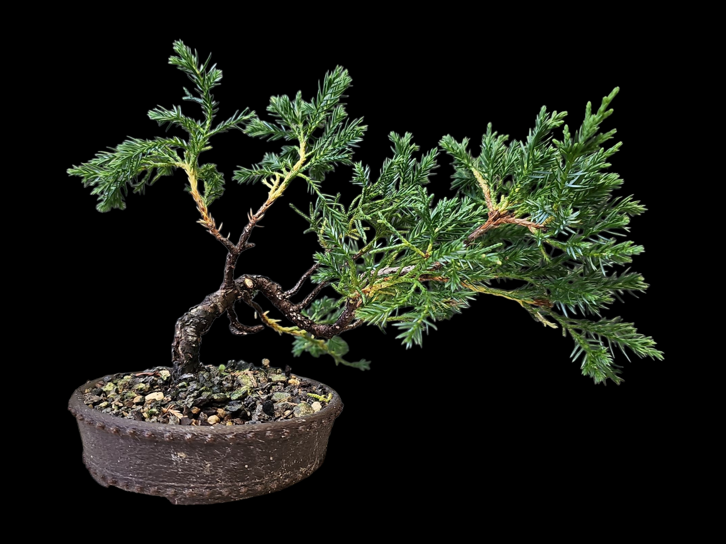Twisted kishu Shimpaku Juniper Bonsai