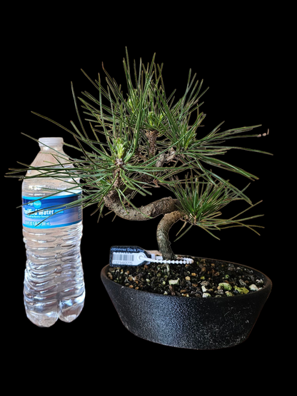 Twisty Japanese Black Pine Bonsai