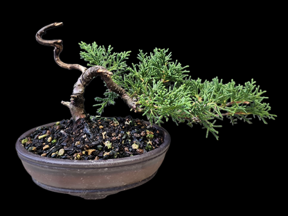 Twisted kishu Shimpaku Juniper Bonsai